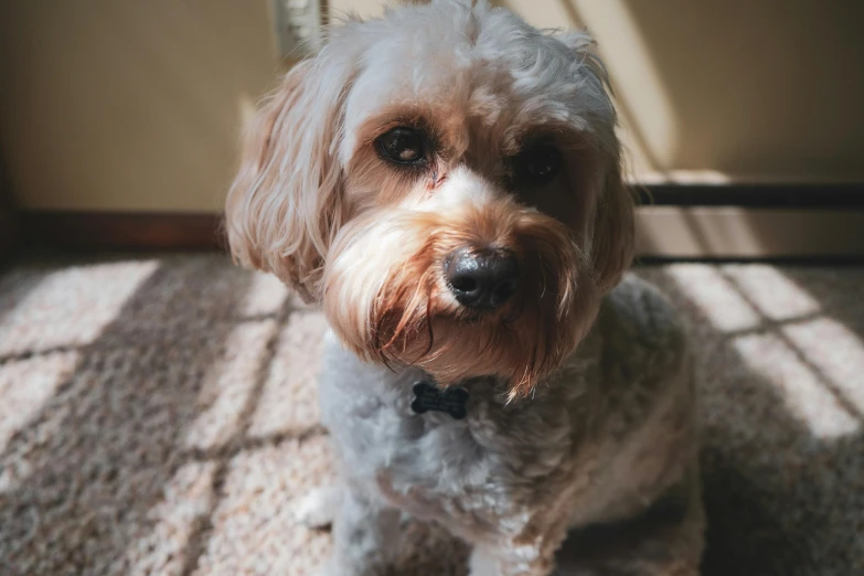 a small white dog sitting on top of a carpet, a portrait, pexels contest winner, casey cooke, warm shading, rusty, post+processing