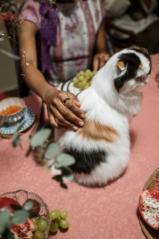 a calico cat sitting on top of a table, an album cover, by Julia Pishtar, unsplash, renaissance, extra fleshy hands, family dinner, moroccan, celebration