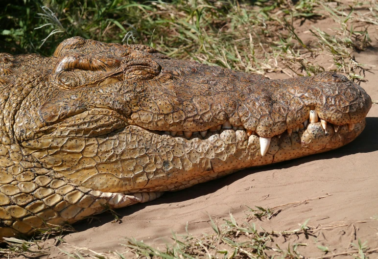 a close up of a crocodile laying on the ground, by Peter Churcher, hurufiyya, brown mud, large head, amanda lilleston, (extremely detailed