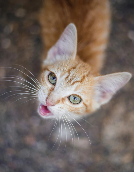 an orange and white cat looking up at the camera, trending on pexels, licking tongue, gif, young male, surprised