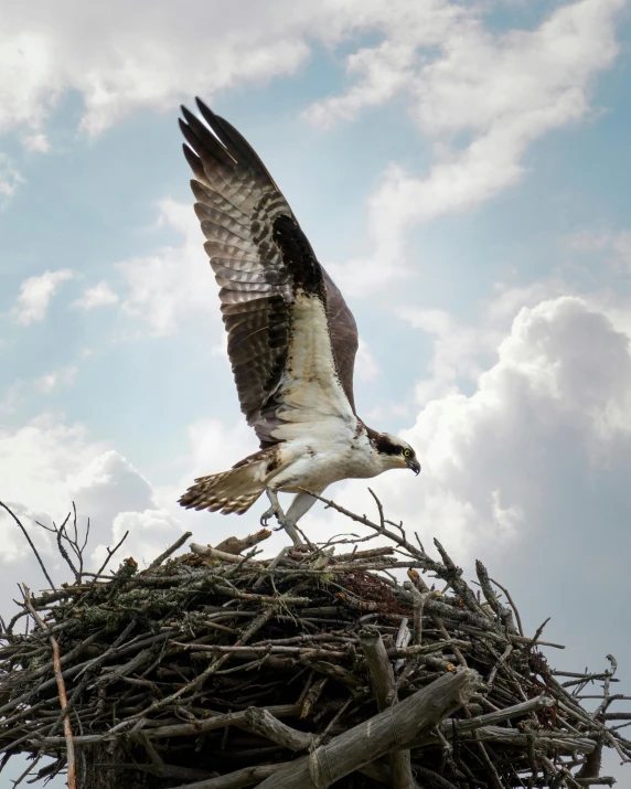 an ostrich is perched on top of a nest