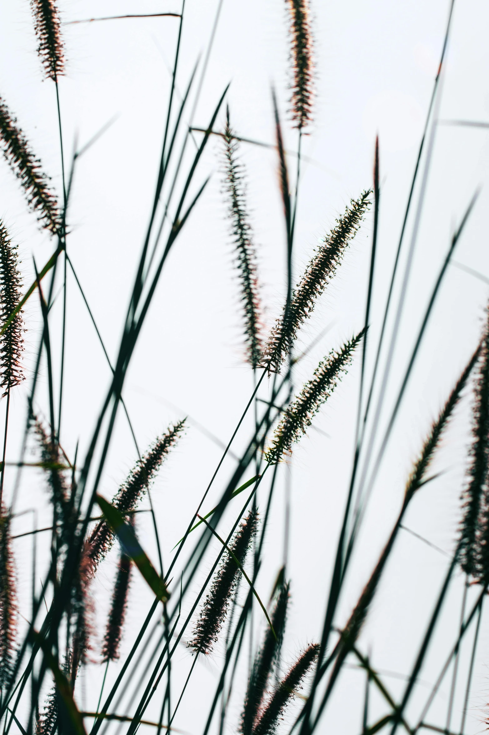 a bird sitting on top of a tall grass covered field, a digital rendering, by Carey Morris, trending on unsplash, plant specimens, texture detail, on a gray background, loosely cropped