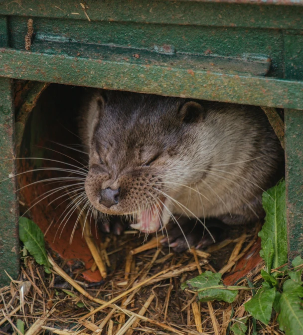 a close up of a small animal in a box, by Jan Tengnagel, otter, hut, grimacing, blocked drains