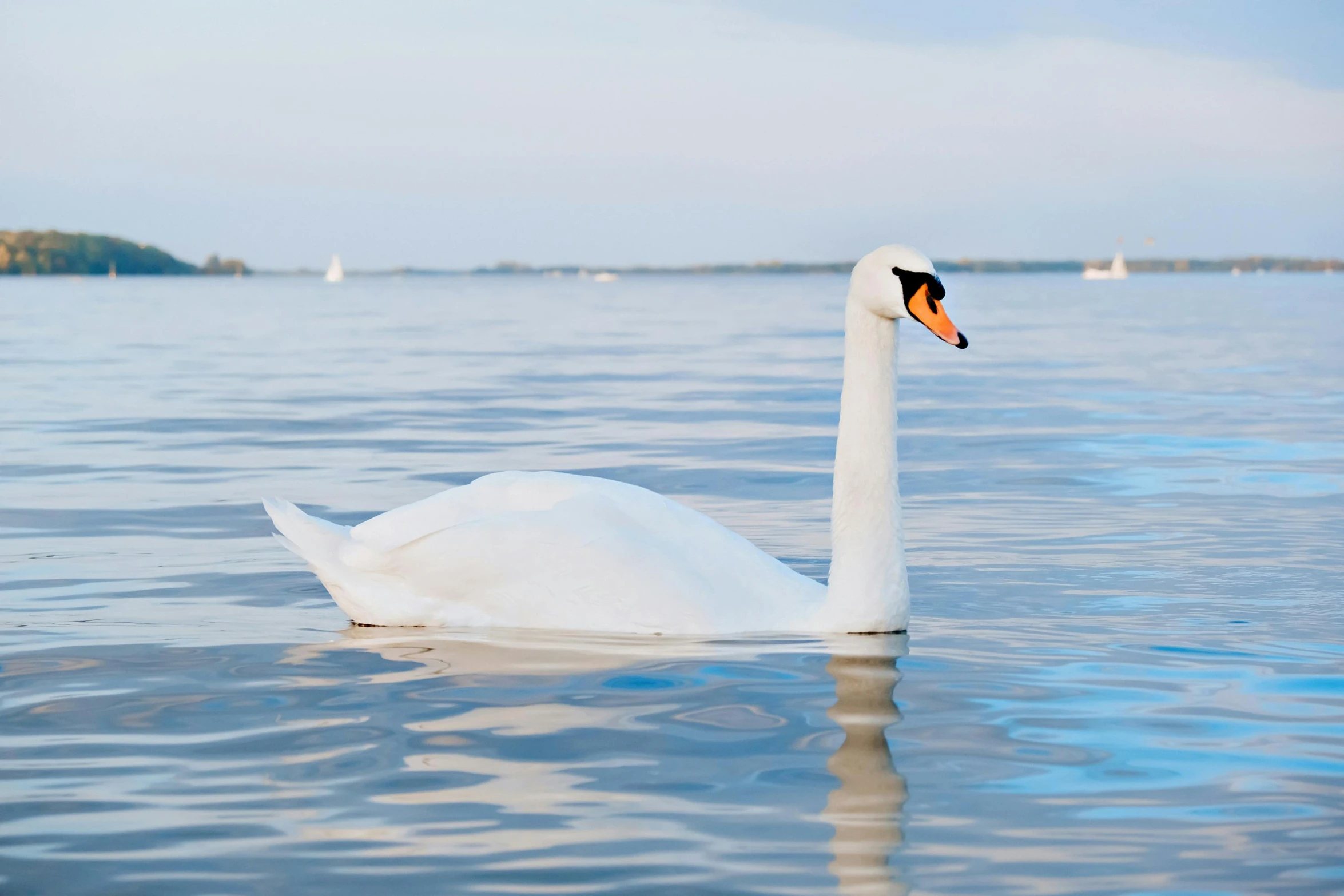 a white swan floating on top of a body of water, pexels contest winner, slightly turned to the right, seraphine, swanland, rounded beak