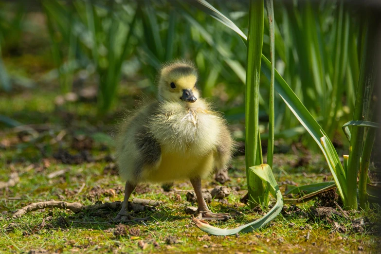 a duck that is standing in the grass