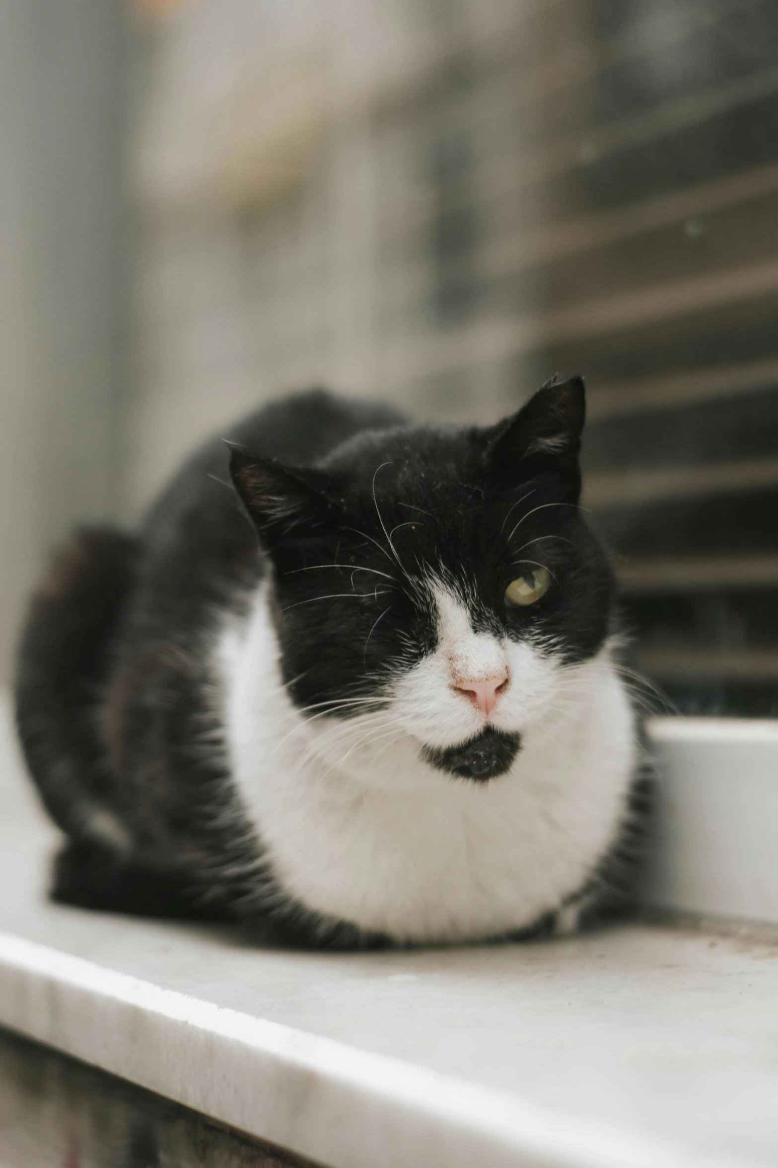 a black and white cat sitting on a window sill, unsplash, morbidly obese, he has a devastated expression, low - angle shot, thoughtful )