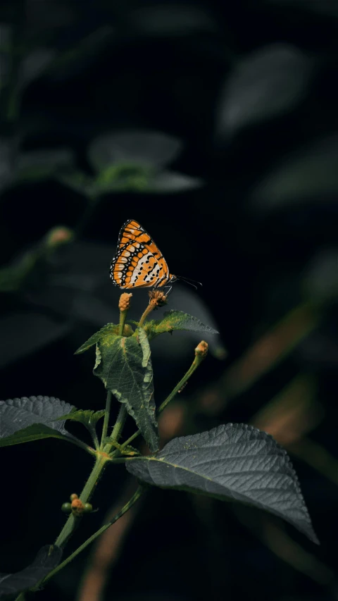 a butterfly sitting on top of a leaf, an album cover, pexels contest winner, hurufiyya, cinematic composition 8 k, dark nature background, 15081959 21121991 01012000 4k, subtropical flowers and plants