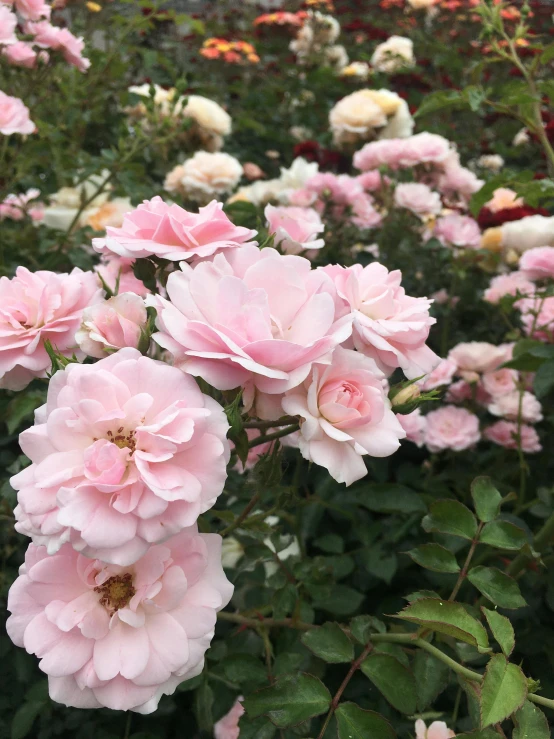 pink flowers with green leaves on each flower