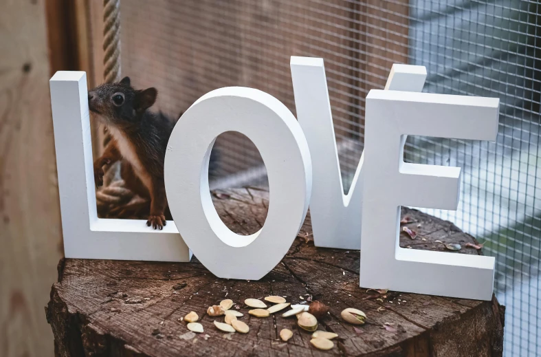 a squirrel on top of the words love