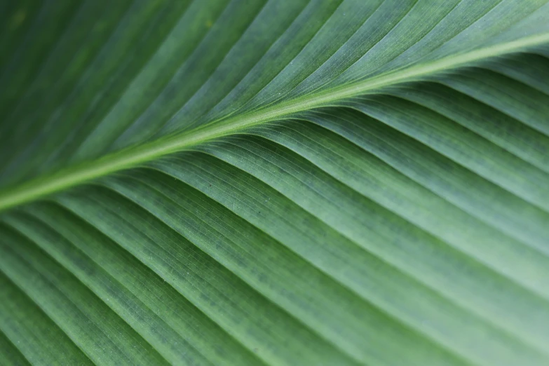 a close up of a large green leaf