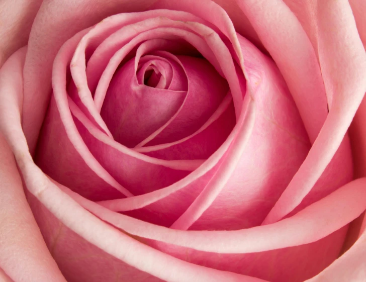 pink rose flower with white petals on the petals