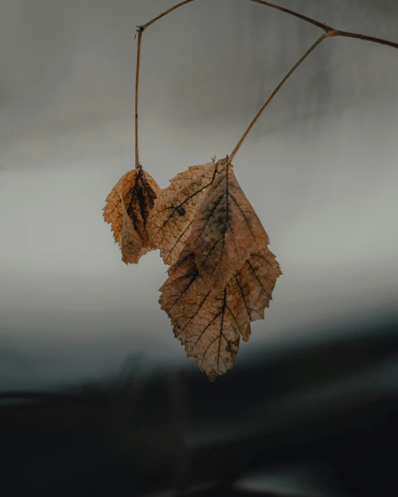 a close up of a leaf on a branch, inspired by Elsa Bleda, trending on pexels, on a gray background, brown water, low quality photo, things hanging from ceiling