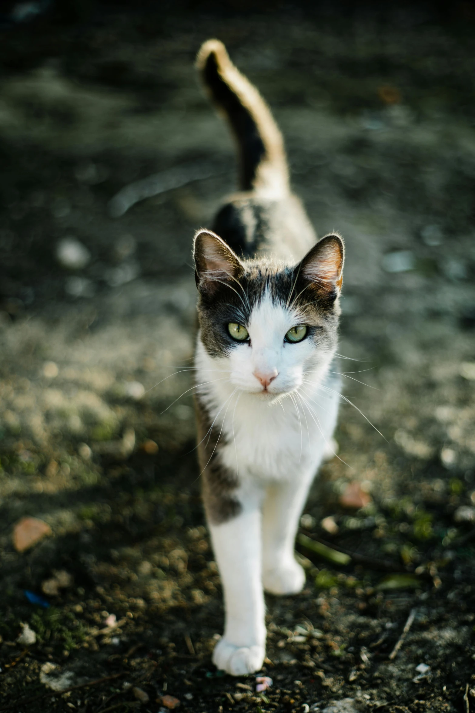 a cat that is standing in the dirt, walking towards the camera, paul barson, clear green eyes, with a white nose