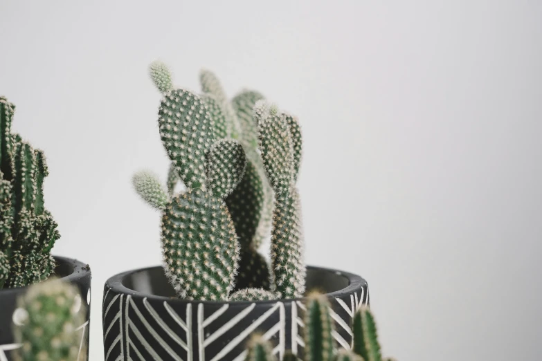 a couple of potted plants sitting on top of a table, a stipple, trending on pexels, made of cactus spines, detailed product image, opening shot, patterned