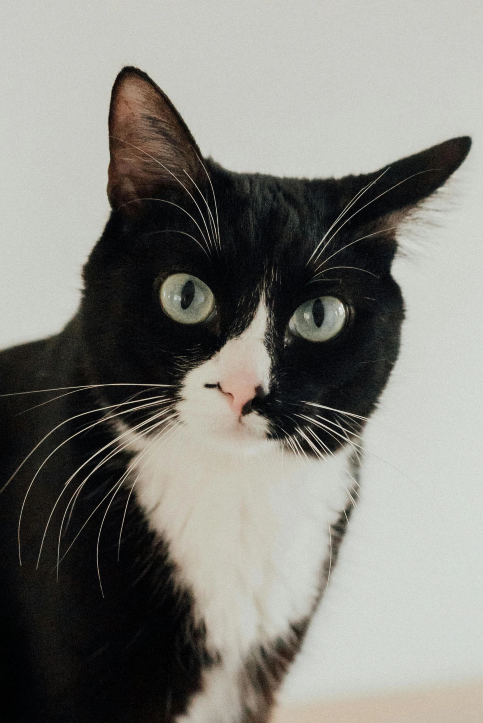 a black and white cat sitting on top of a table, closeup of the face, with a white nose, on a pale background, photographed