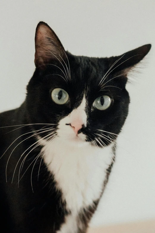a black and white cat sitting on top of a table, closeup of the face, with a white nose, on a pale background, photographed