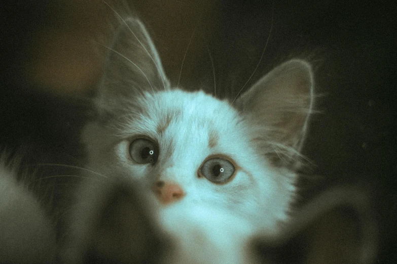 a close up of a cat looking at the camera, alessio albi, cute kittens, photo realistic”, high-quality photo