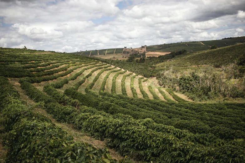 a field filled with lots of green plants, by Elsa Bleda, unsplash contest winner, celebration of coffee products, brazil, wine, 2 5 6 x 2 5 6 pixels