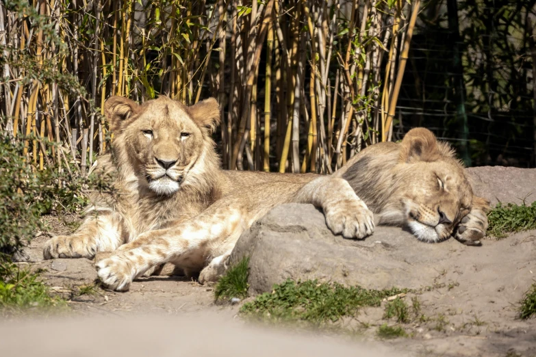 a couple of lions laying on top of a rock, pexels contest winner, in the zoo exhibit, avatar image, sunny afternoon, cute boys