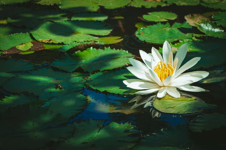 a white flower floating on top of a body of water, sitting at a pond