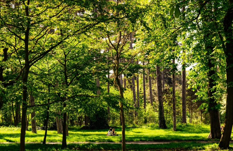 a couple of people sitting on a bench in a park, a picture, by Thomas Häfner, pexels contest winner, lush green forest, sunny meadow, hannover, ((trees))