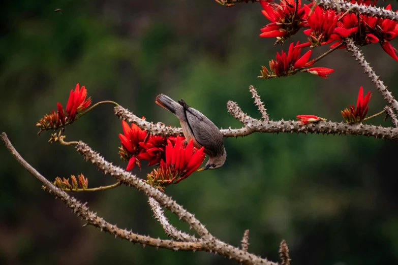 a bird sitting on top of a tree branch, by Gwen Barnard, pexels contest winner, hurufiyya, celestial red flowers vibe, birds of paradise, grey, high view
