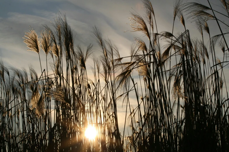 the sun is shining through the tall grass, by David Simpson, unsplash, land art, grain”, backlit ears, grey, from wheaton illinois