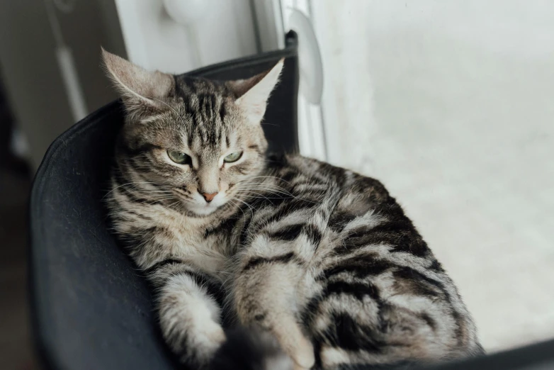 a cat that is laying down on a chair, by Emma Andijewska, trending on unsplash, gray mottled skin, male and female, cat tower, medium format