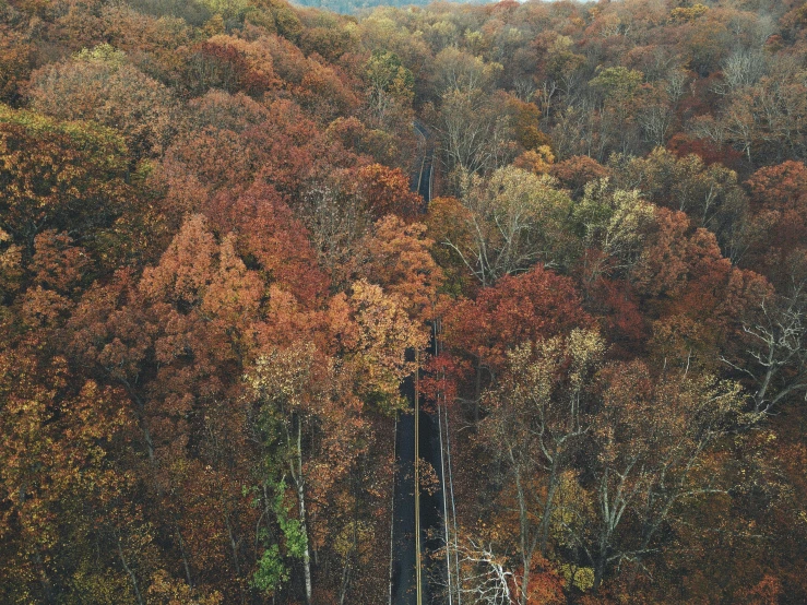 a couple of giraffe standing on top of a lush green field, by Carey Morris, unsplash contest winner, maple trees with fall foliage, abandoned railroads, helicopter view, washington dc