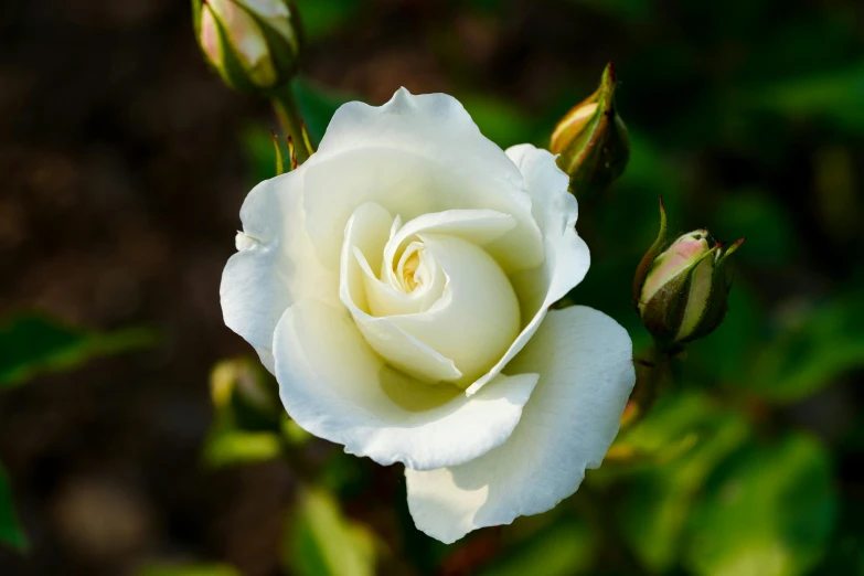 a close up of a white rose flower