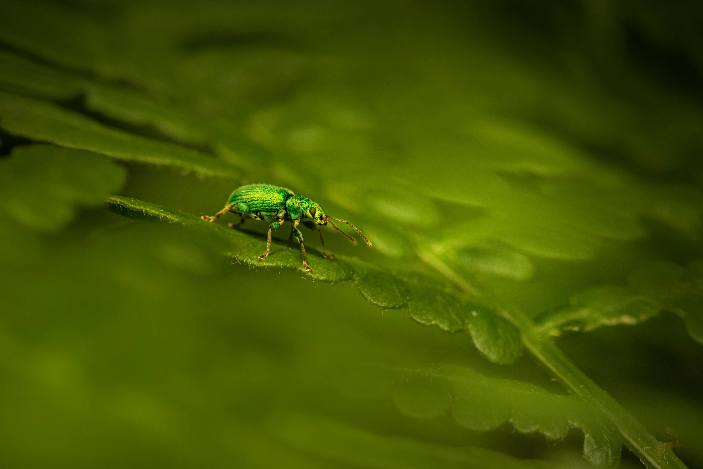 a green bug sitting on top of a leaf, by Andries Stock, pexels contest winner, hurufiyya, on a planet of lush foliage, metalic green, green neon, miniature animal