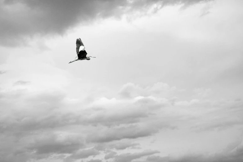 a black and white photo of a bird flying in the sky, unsplash, minimalism, heron, photographic print, cloudy, mid shot photo