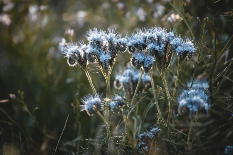 a large group of blue flowers with white flowers on them