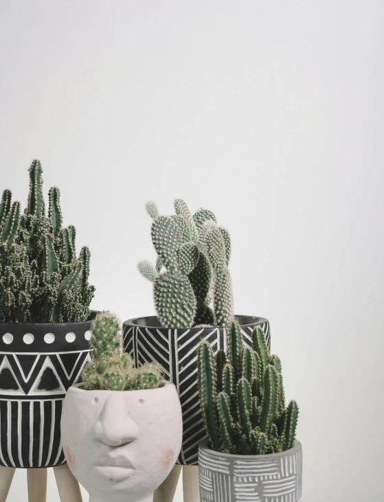 a couple of potted plants sitting next to each other, trending on unsplash, robotic cactus design, multiple stories, black on white, attractive photo