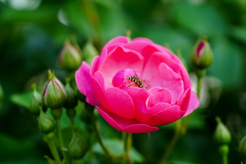 a bee is on the middle of a pink flower