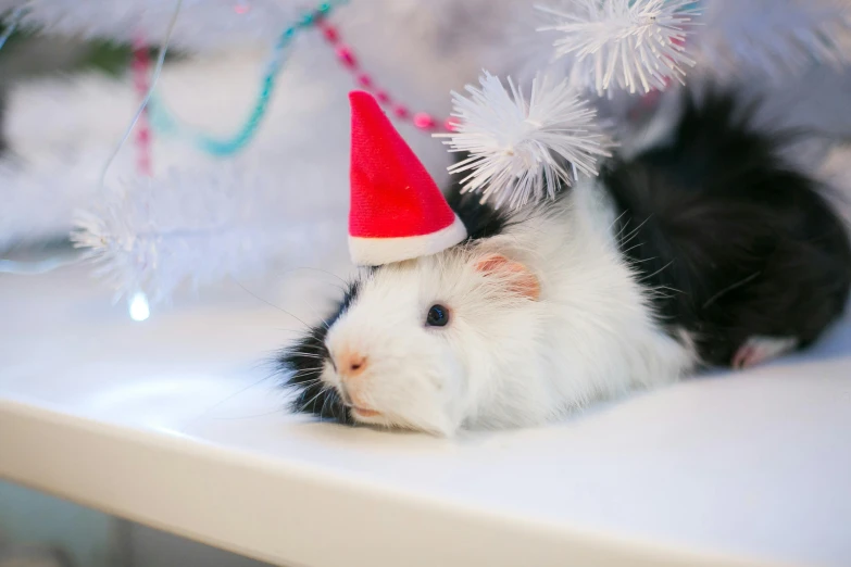 a black and white guinea wearing a santa hat, a photo, by Julia Pishtar, shutterstock, sitting on top a table, wearing spiky, 🐿🍸🍋, on a white table