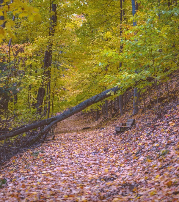 a fallen tree in the middle of a forest, by Andrew Stevovich, pexels contest winner, foliage, today\'s featured photograph 4k, hiking trail, nostalgic 8k