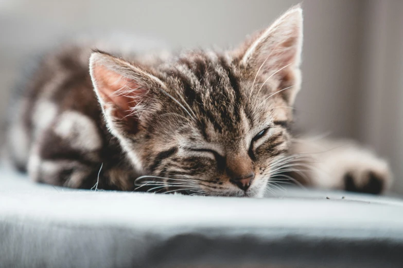 a close up of a cat laying on a couch, an album cover, trending on pexels, cute kittens, with closed eyes, bedhead, gif