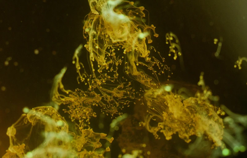a close up of a liquid substance on a surface, pexels, process art, yellow volumetric fog, underwater plants, gold flakes, ignant
