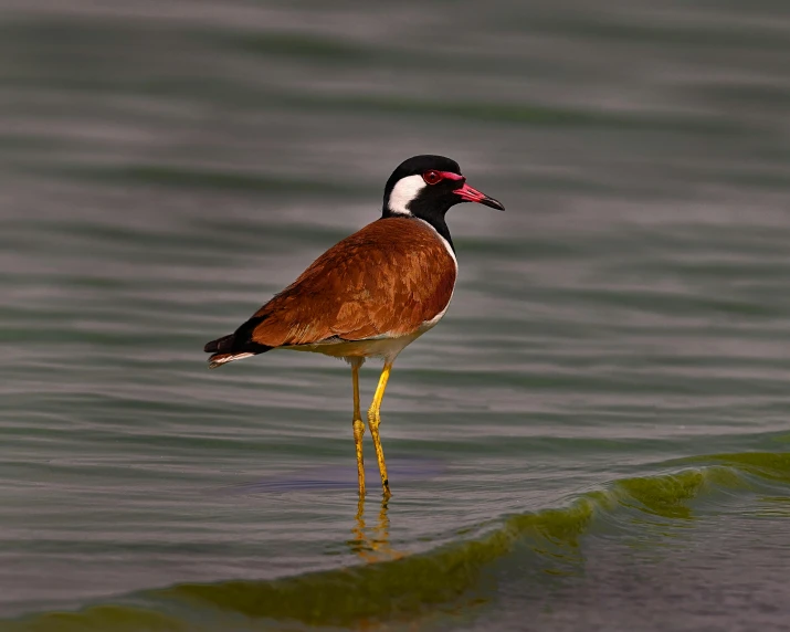 a bird that is standing in the water, by Egbert van der Poel, pexels contest winner, sri lanka, 🦩🪐🐞👩🏻🦳, an olive skinned, a broad shouldered