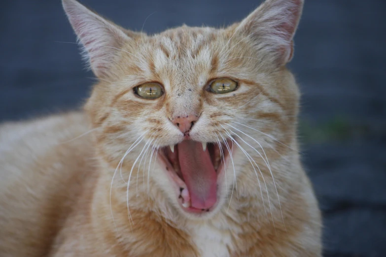a close up of a cat with its mouth open, pexels contest winner, local conspirologist, shouting, orange cat, young male