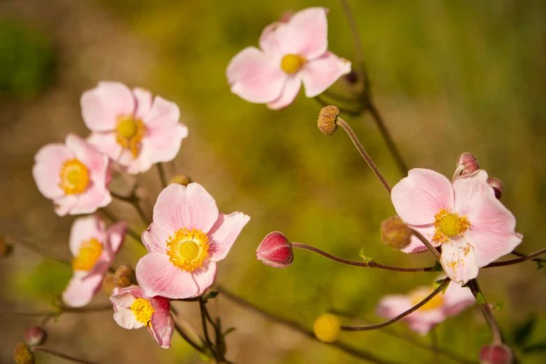 a group of pink flowers sitting on top of a lush green field, inspired by Frederick Goodall, unsplash, himalayan poppy flowers, “ iron bark, medium format, manuka