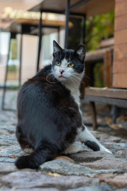 a black and white cat sitting on the ground, by Niko Henrichon, mixed animal, old male, young adult male, aristocratic