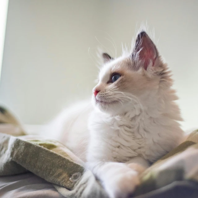 a white cat laying on top of a bed, pexels contest winner, fluffy ears and a long, looking from side, high dof, gif