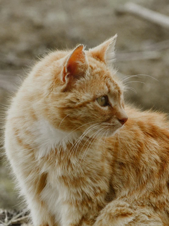 an orange cat sitting on top of a pile of dirt, a picture, unsplash, renaissance, close - up profile, gif, portrait shot 8 k, furred