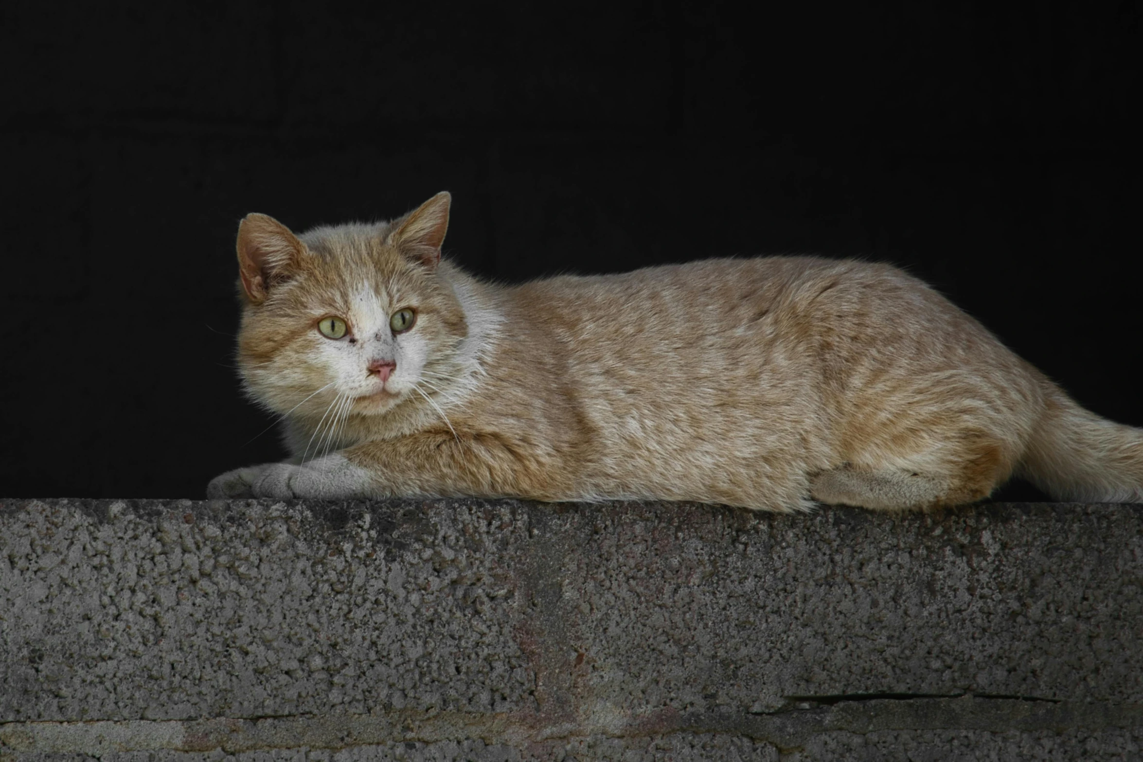 a cat that is laying down on a ledge, a portrait, unsplash, paul barson, old male, the cat is orange, with a white muzzle