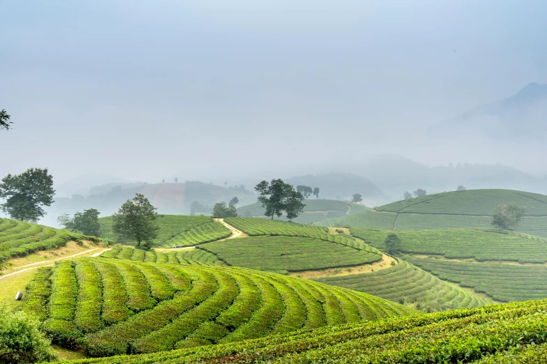 a valley with lots of tea bushes on a foggy day