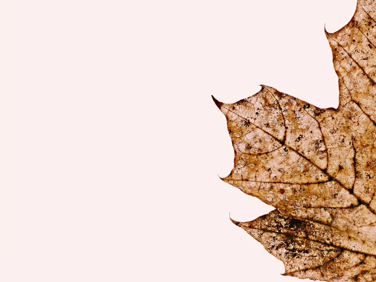 a close up of a leaf on a white background, an album cover, by Carey Morris, trending on pexels, maple syrup, dry skin, brown, 15081959 21121991 01012000 4k