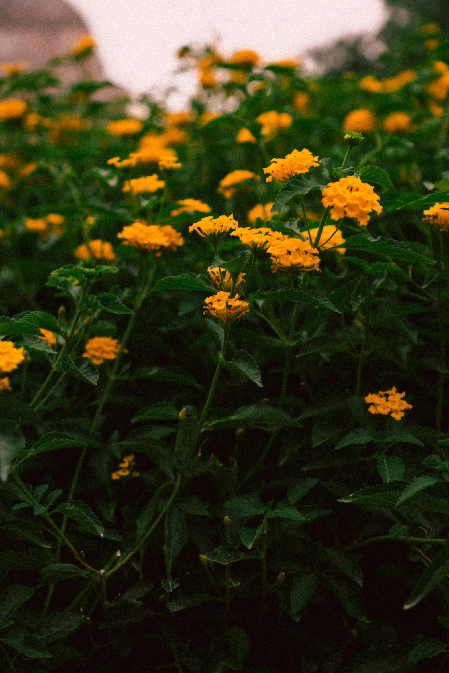 a bunch of yellow flowers sitting on top of a lush green field, inspired by Elsa Bleda, unsplash, in bloom greenhouse, orange plants, color image, gold speckles