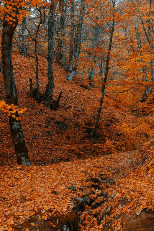 a forest filled with lots of trees covered in orange leaves, by irakli nadar, slide show, 8k quality, dark, greece